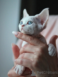 Zdjęcie №2 do zapowiedźy № 171389 na sprzedaż  devon rex - wkupić się Niemcy prywatne ogłoszenie