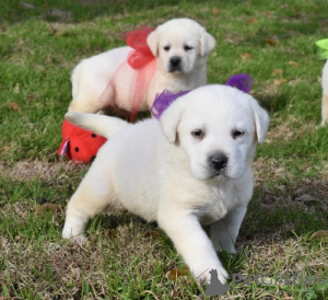 Zdjęcie №2 do zapowiedźy № 175549 na sprzedaż  labrador retriever - wkupić się Francja 