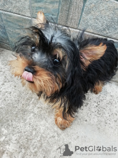 Zdjęcie №1. yorkshire terrier biewer, yorkshire terrier - na sprzedaż w Tallinn | 1884zł | Zapowiedź №108998