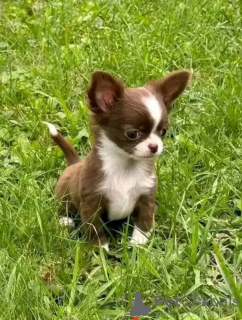 Zdjęcie №2 do zapowiedźy № 132004 na sprzedaż  chihuahua (rasa psów) - wkupić się Holandia hodowca