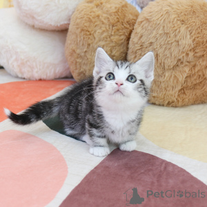 Zdjęcie №3. Piękne kocięta Munchkin. USA