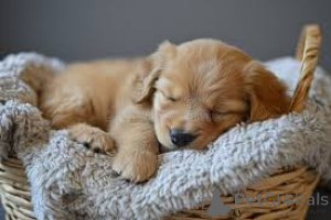 Zdjęcie №1. golden retriever - na sprzedaż w Douglas | negocjowane | Zapowiedź №136193