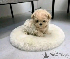 Zdjęcie №2 do zapowiedźy № 138093 na sprzedaż  maltipu - wkupić się USA hodowca