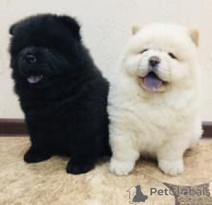Zdjęcie №1. chow-chow - na sprzedaż w Wilno | negocjowane | Zapowiedź №175936