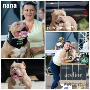 Zdjęcie №4. Sprzedam american bully w Krasnodar. hodowca - cena - negocjowane