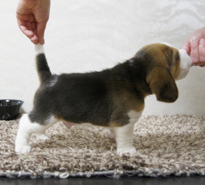 Zdjęcie №2 do zapowiedźy № 1966 na sprzedaż  beagle (rasa psa) - wkupić się Federacja Rosyjska hodowca