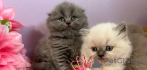 Zdjęcie №4. Sprzedam scottish fold w Badenheim. prywatne ogłoszenie - cena - Bezpłatny