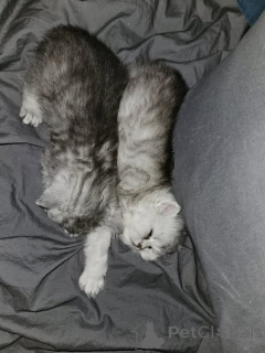 Zdjęcie №1. chinchilla cat - na sprzedaż w Moginz | 1674zł | Zapowiedź № 166476