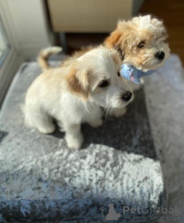 Zdjęcie №2 do zapowiedźy № 160001 na sprzedaż  maltipu - wkupić się Łotwa prywatne ogłoszenie