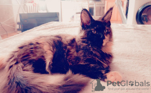 Zdjęcie №4. Sprzedam maine coon w Tallinn. prywatne ogłoszenie - cena - 6278zł