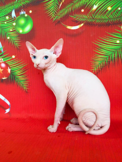 Dodatkowe zdjęcia: Biały niebieskooki kotek
