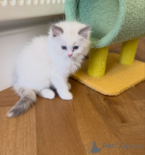 Zdjęcie №2 do zapowiedźy № 176583 na sprzedaż  ragdoll - wkupić się Holandia hodowca