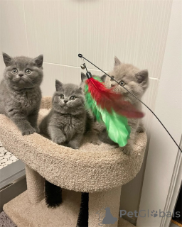 Zdjęcie №1. kot brytyjski krótkowłosy - na sprzedaż w Zły Münsteerefel | negocjowane | Zapowiedź № 167580