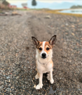 Zdjęcie №1. buhund norweski - na sprzedaż w Hamar | 2317zł | Zapowiedź №159190