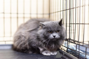 Zdjęcie №1.  - na sprzedaż w Chimki | Bezpłatny | Zapowiedź № 159244