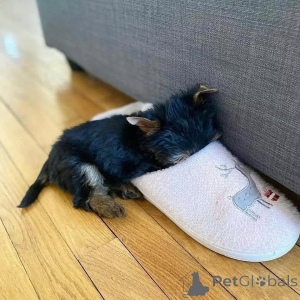 Zdjęcie №3. Cachorros Yorkie dostępne dla każdego. Finlandia