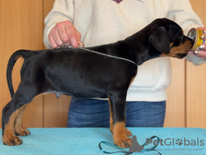 Zdjęcie №2 do zapowiedźy № 133543 na sprzedaż  doberman - wkupić się Rumunia od żłobka