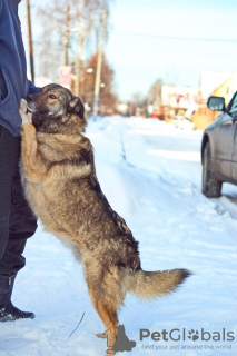 Zdjęcie №4. Sprzedam pies nierasowy w Perm. ze schronu - cena - Bezpłatny