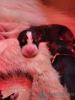 Zdjęcie №3. 10 Berneńskich psów pasterskich do rezerwy, zarejestrowany w miocie LOF duży. Francja