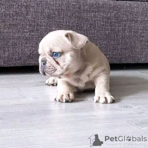 Zdjęcie №3. Adorables chiots Bouledogue Français cherchent une famille aimante. Francja