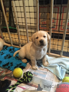 Zdjęcie №1. golden retriever, labrador retriever - na sprzedaż w Bielefeld | negocjowane | Zapowiedź №161290