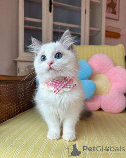 Zdjęcie №3. Entzückende ragdoll-kätzchen zur adopcja. Niemcy