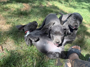 Zdjęcie №4. Sprzedam cane corso w Aalborg. prywatne ogłoszenie, hodowca - cena - 6zł