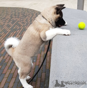 Zdjęcie №1. akita (rasa psa) - na sprzedaż w Ateny | negocjowane | Zapowiedź №172527