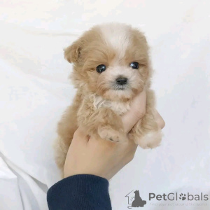 Zdjęcie №3. Szczenięta Maltipoo dostępne do adopcji. USA