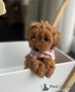 Zdjęcie №1. pudel (zabawka) - na sprzedaż w Berlin | 957zł | Zapowiedź №160654