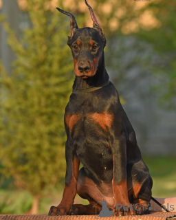 Zdjęcie №4. Sprzedam doberman w Kolonia. prywatne ogłoszenie - cena - 4544zł