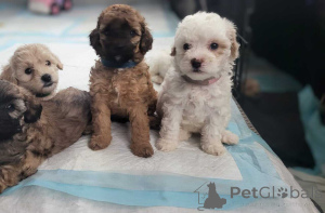 Zdjęcie №1. maltipu - na sprzedaż w Bayerbach Bei Ergoldsbach | 4305zł | Zapowiedź №150134