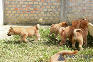 Dodatkowe zdjęcia: Shiba Inu szczenięta