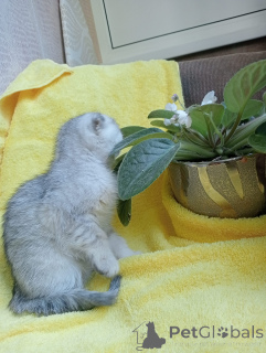 Zdjęcie №2 do zapowiedźy № 142833 na sprzedaż  scottish fold - wkupić się Federacja Rosyjska prywatne ogłoszenie, hodowca