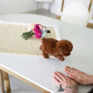 Zdjęcie №1.  - na sprzedaż w Beringen | Bezpłatny | Zapowiedź №161558