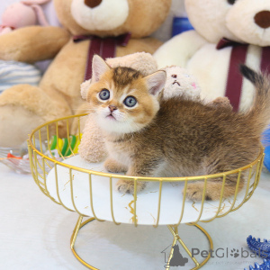 Zdjęcie №2 do zapowiedźy № 153268 na sprzedaż  munchkin - wkupić się Bahamy hodowca