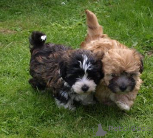 Zdjęcie №2 do zapowiedźy № 162990 na sprzedaż  bolonka - wkupić się Szwajcaria 