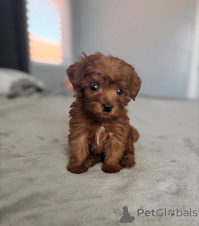 Zdjęcie №4. Sprzedam pudel (zabawka) w Arizona City. hodowca - cena - negocjowane