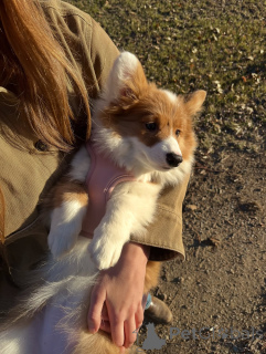 Zdjęcie №3. Szczenięta Welsh Corgi szukają swoich stałych domów. Niemcy