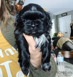 Zdjęcie №4. Sprzedam shih tzu w West New York. prywatne ogłoszenie - cena - 872zł