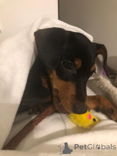 Zdjęcie №4. Sprzedam pinczer miniaturowy w Люксембург.  - cena - 11720zł