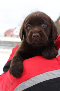 Zdjęcie №1. labrador retriever - na sprzedaż w Kirov | 3048zł | Zapowiedź №4011