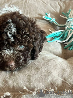 Dodatkowe zdjęcia: Szczenięta Lagotto Romagnolo