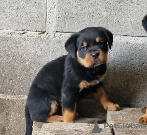 Zdjęcie №2 do zapowiedźy № 126860 na sprzedaż  rottweiler - wkupić się Portugalia 