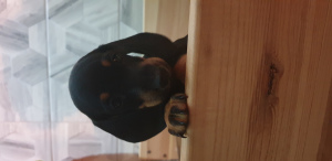 Zdjęcie №4. Sprzedam pies nierasowy w Mińsk. prywatne ogłoszenie - cena - 731zł