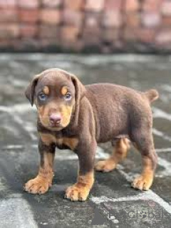 Zdjęcie №3. Dobermannwelpen zu verkaufen. Francja