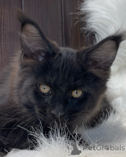 Zdjęcie №2 do zapowiedźy № 155320 na sprzedaż  maine coon - wkupić się Irlandia prywatne ogłoszenie