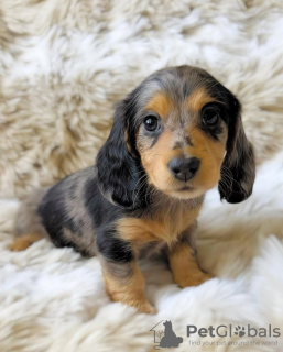 Zdjęcie №3. Loving Teckel Puppies. Holandia