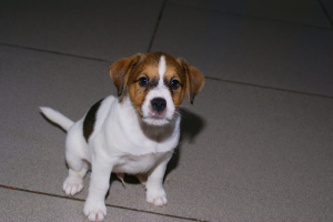 Dodatkowe zdjęcia: szczenięta jack russell terrier