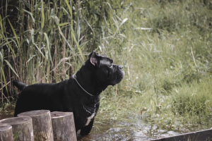 Dodatkowe zdjęcia: Dog Cane Corso do dziania